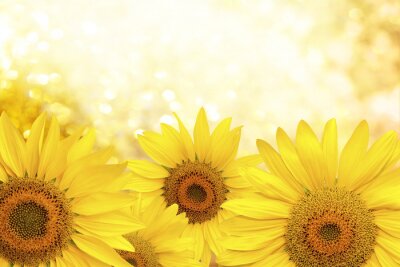 Sonnige gelbe Sonnenblumen