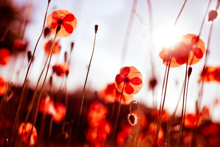 Bild Sonnige Landschaft mit Blumen