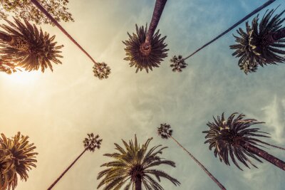 Bild Sonnige Palmen in Los Angeles