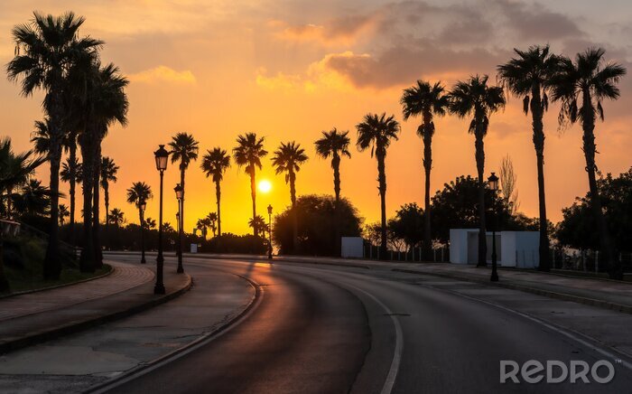 Bild Sonnige Straße zwischen Palmen