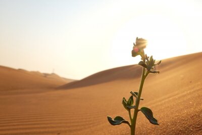 Bild Sonnige Wüste