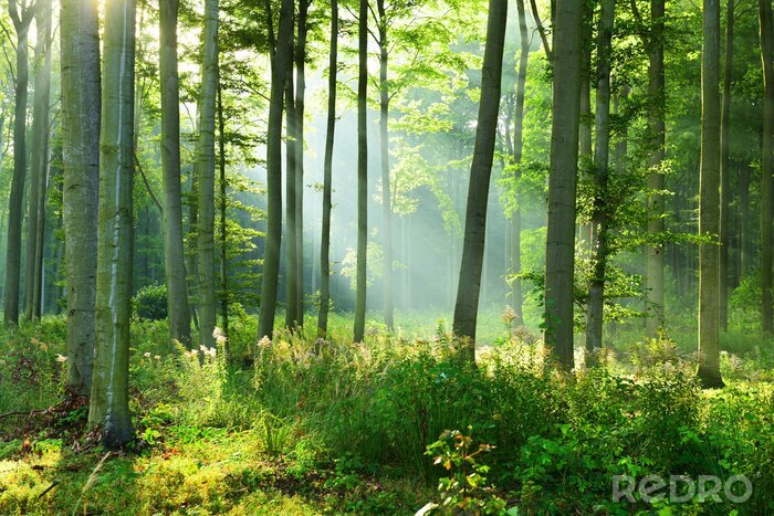 Bild Sonniger Morgen im Wald