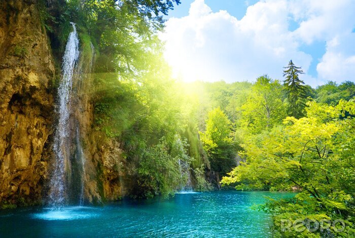 Bild Sonniger Wald und Wasserfall