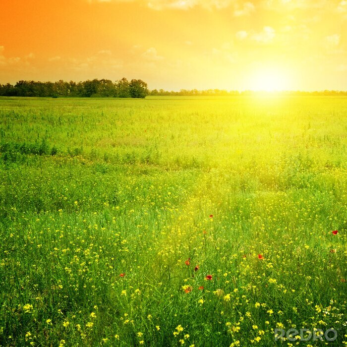 Bild Sonniges Feld mit gelben Blumen