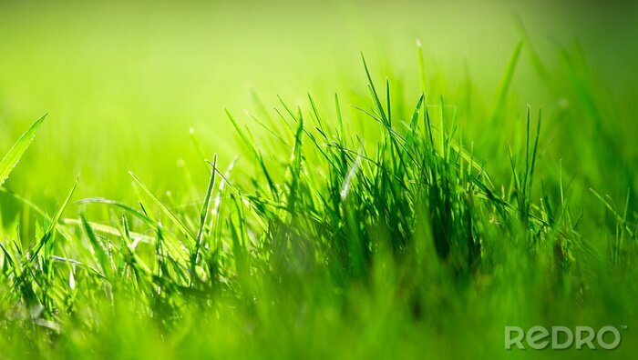 Bild Sonniges Gras