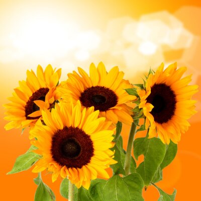 Sonniges Motiv mit Blumen