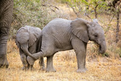 Bild Spaß der jungen Elefanten