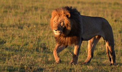 Bild Spaziergang des Löwen