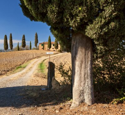 Bild Spaziergang durch Felder von Toskana