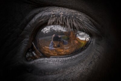 Spiegelung im Auge des Pferdes