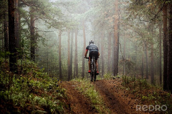 Bild Sportler auf dem Fahrrad im Wald