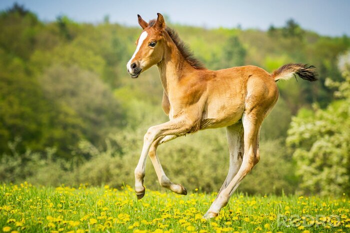 Bild Springendes, charmantes fohlen