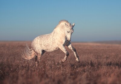 Springendes pferd auf der wiese