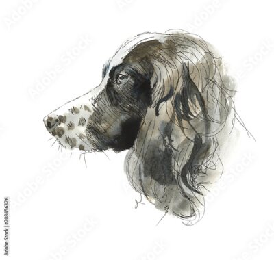 Bild Sprinter spaniels. Portrait dog. Watercolor hand drawn illustration