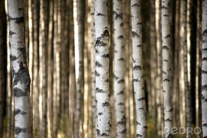 Bild Stämme der Birken