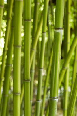 Stängel von natürlichem Bambus