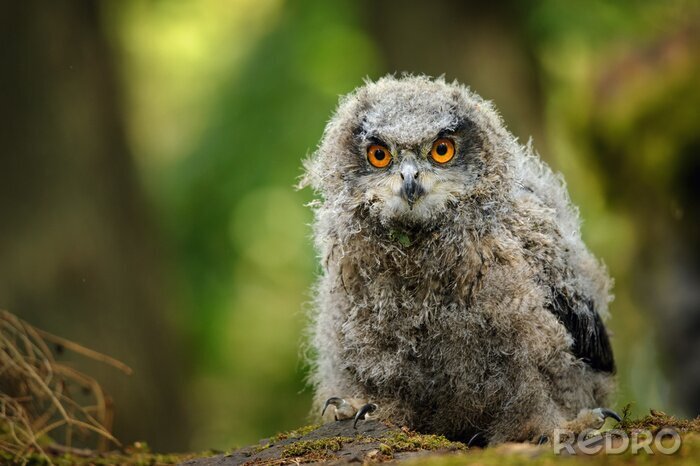 Bild Steinkauz im Nest
