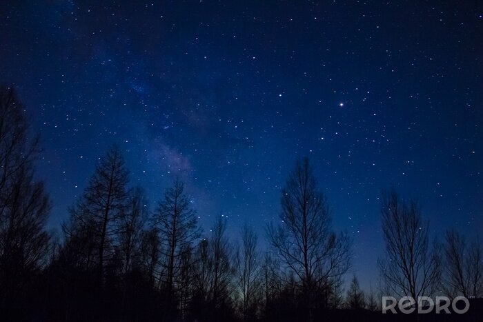 Bild Sterne direkt über dem Wald