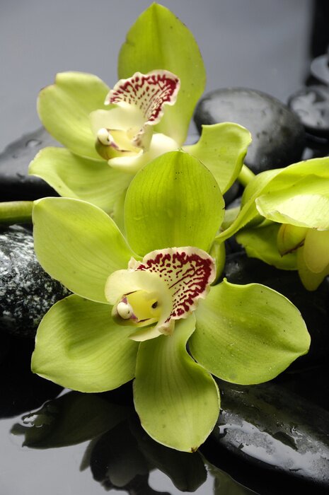 Bild Stillleben Blumen