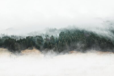 Bild Stimmungsvoller Nebelwald