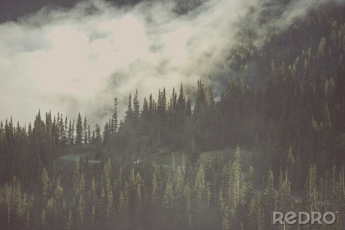 Bild Stimmungsvoller wald im nebel