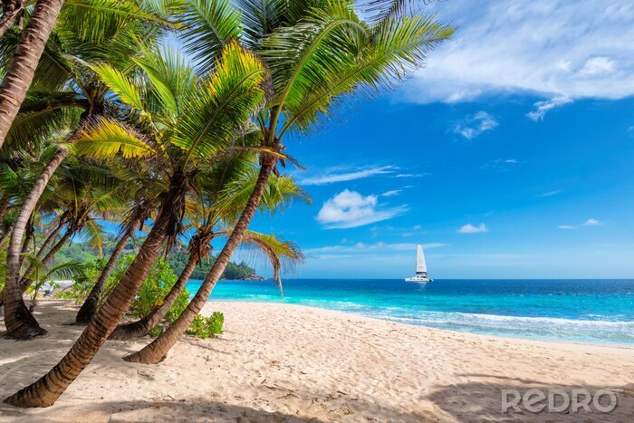 Bild Strand Palmen und Ozean
