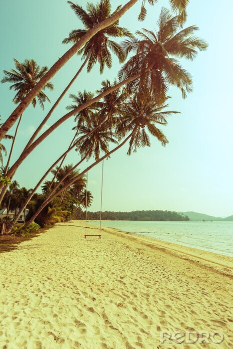 Bild Strand Schaukel auf einer Palme