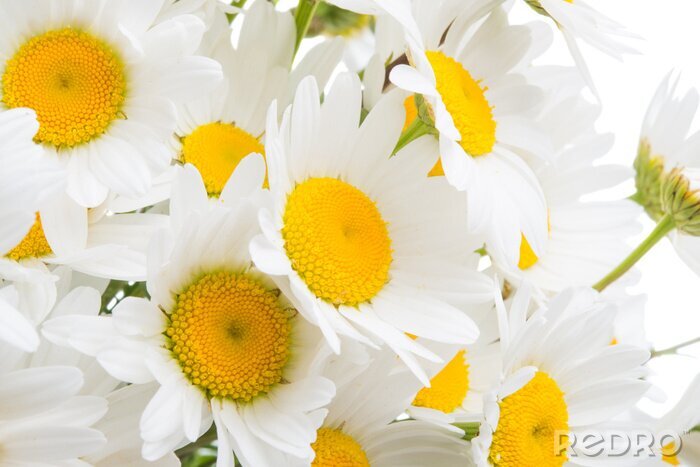 Bild Strauß Gänseblümchen