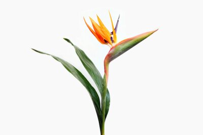 Bild Strelitzia Blume mit grünen Blättern
