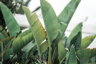 Bild Strelitzia große grüne Blätter einer tropischen Pflanze