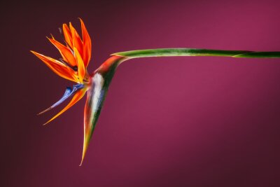 Bild Strelitzia Paradiesvogelblume auf dunkelrosa Hintergrund