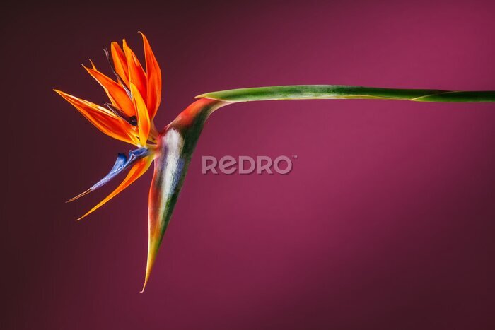 Bild Strelitzia Paradiesvogelblume auf dunkelrosa Hintergrund