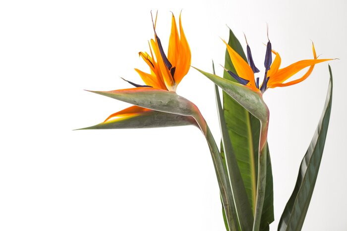 Bild Strelitzia Paradiesvogelblume exotische Pflanze