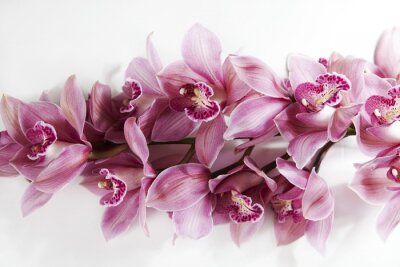 Bild Subtile Orchideenblüten