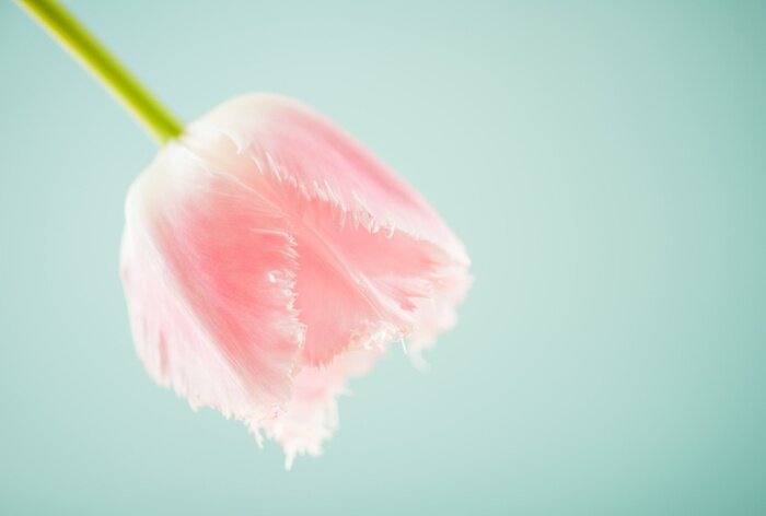 Bild Subtile Tulpe auf grünem Hintergrund