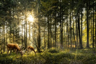 Bild Sun is shining in forest and roe deer are grazing in beautiful forest