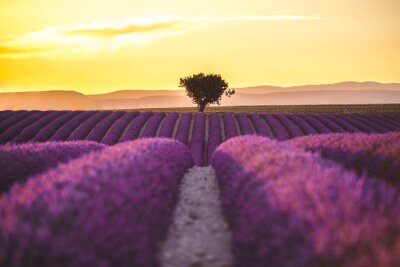 Bild sunset on the lavender