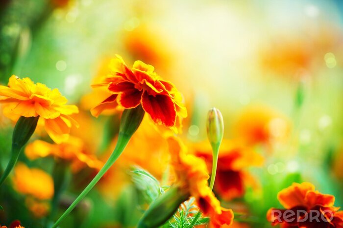 Bild Tagetes als Natur