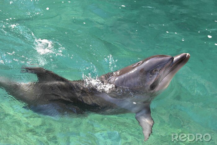 Bild Tanzender Delfin