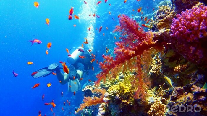 Leinwandbild Kunst-Druck 100x50 Bilder Tiere Korallenriff 