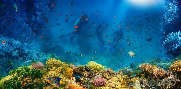Bild Taucher unter Korallenriff