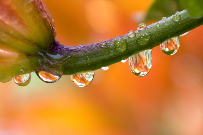 Bild Tautropfen auf dem Halm