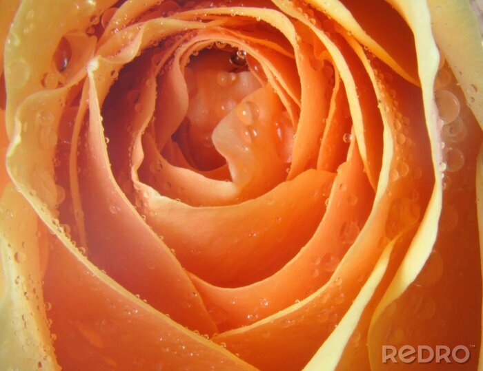 Bild Tautropfen auf den Schichten der Rose