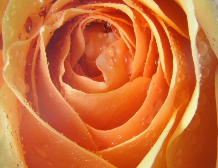 Bild Tautropfen auf den Schichten der Rose