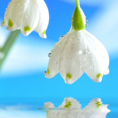 Bild Tautropfen auf weißen Blüten