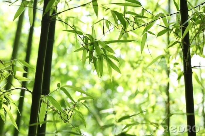 Bild Teil eines Bambuswaldes