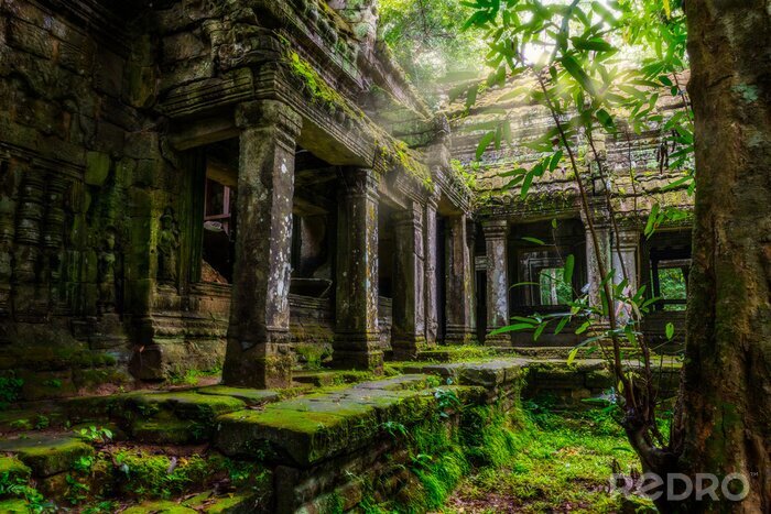 Bild Tempel im Dschungel