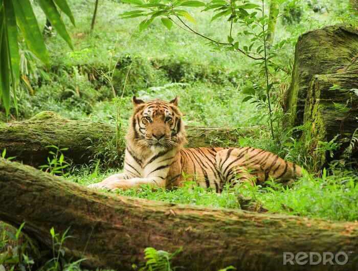 Bild Tier auf Safari in Uganda
