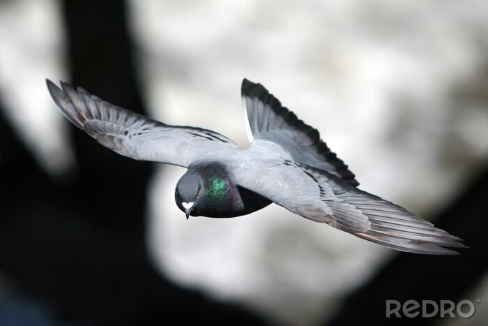 Bild Tier fliegt aus nächster Nähe