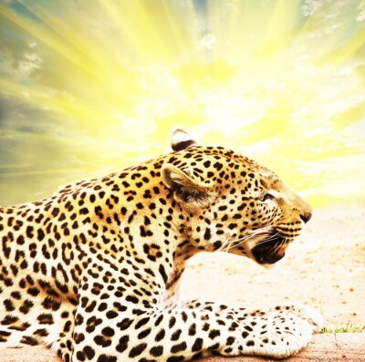 Tier Leopard im Sonnenuntergang